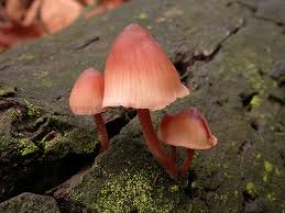 Attēlu rezultāti vaicājumam “Mycena haematopus”