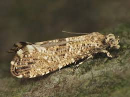 Attēlu rezultāti vaicājumam “Morophaga choragella”