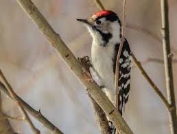 Attēlu rezultāti vaicājumam “Dendrocopos minor”