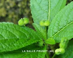 Attēlu rezultāti vaicājumam “Mercurialis perennis fruit”