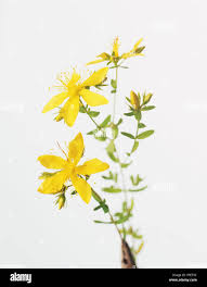 Attēlu rezultāti vaicājumam “Hypericum perforatum flower”