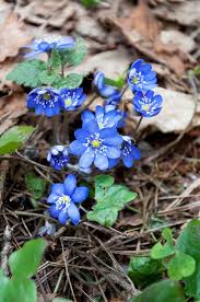 Attēlu rezultāti vaicājumam “Hepatica nobilis bud”