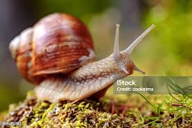 Attēlu rezultāti vaicājumam “Helix pomatia”