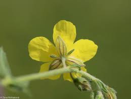 Attēlu rezultāti vaicājumam “Helianthemum nummularium leaf”