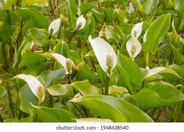 Attēlu rezultāti vaicājumam “Calla palustris flower”
