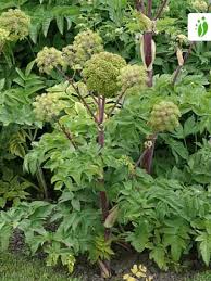 Image result for Angelica archangelica