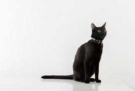 Image result for Black Cat Sac