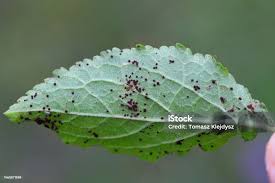 Attēlu rezultāti vaicājumam “Tranzschelia pruni-spinosae”