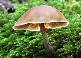 Attēlu rezultāti vaicājumam “Galerina marginata”