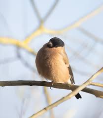 Attēlu rezultāti vaicājumam “Pyrrhula pyrrhula female”