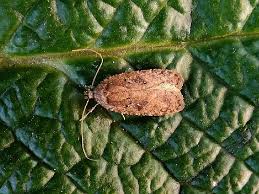Attēlu rezultāti vaicājumam “Agonopterix heracliana”