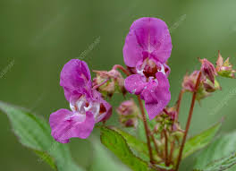 Image result for Impatiens glandulifera