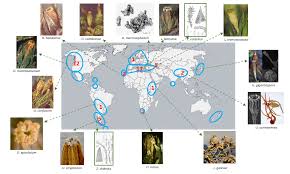 Attēlu rezultāti vaicājumam “Orthotrichum cupulatum var. riparium sporophyte”