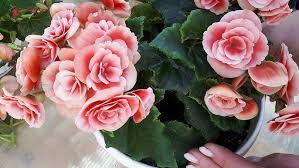 Image result for Бегония Элатиор 12х22 4601887072423