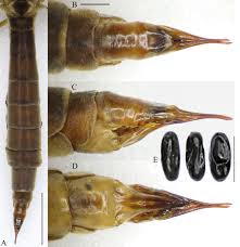 Attēlu rezultāti vaicājumam “Tipulidae female”