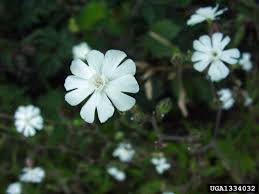 Attēlu rezultāti vaicājumam “Silene latifolia subsp. alba flower”