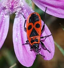 Attēlu rezultāti vaicājumam “Pyrrhocoris apterus imago”