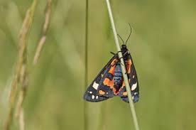 Attēlu rezultāti vaicājumam “Callimorpha dominula”