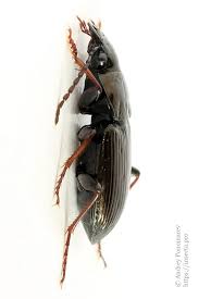 Attēlu rezultāti vaicājumam “Pterostichus oblongopunctatus”