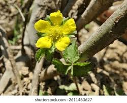 Attēlu rezultāti vaicājumam “Potentilla erecta fruit”