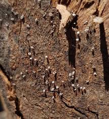 Attēlu rezultāti vaicājumam “Physarum bitectum sessile”