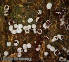 Attēlu rezultāti vaicājumam “Physarum leucophaeum stalked”