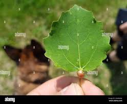 Attēlu rezultāti vaicājumam “Contarinia petioli”