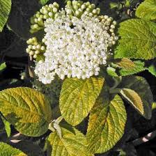 Attēlu rezultāti vaicājumam “Viburnum lantana”