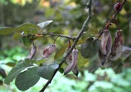 Attēlu rezultāti vaicājumam “Taphrina padi”