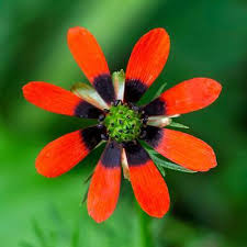 Image result for Adonis aestivalis