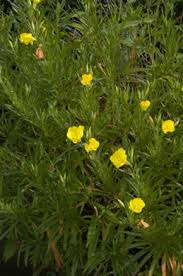 Attēlu rezultāti vaicājumam “Oenothera rubricauli flower”