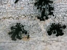 Attēlu rezultāti vaicājumam “Chaenotheca ferruginea”