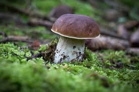 Attēlu rezultāti vaicājumam “Boletus edulis”