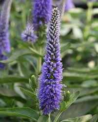 Attēlu rezultāti vaicājumam “Veronica longifolia”