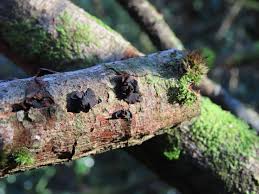 Attēlu rezultāti vaicājumam “Ionomidotis irregularis”