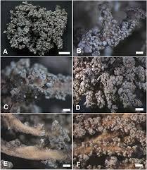 Attēlu rezultāti vaicājumam “Cystocoleus ebeneus”