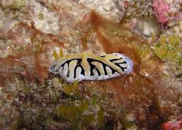 Attēlu rezultāti vaicājumam “Tragopogon heterospermus bud”