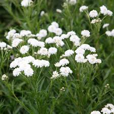 Image result for Achillea Ptarmica