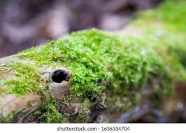 Attēlu rezultāti vaicājumam “Pleurozium schreberi sporophyte”