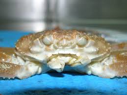 Image result for Chionoecetes opilio