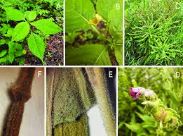 Attēlu rezultāti vaicājumam “Impatiens parviflora leaf”