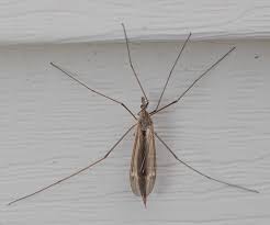 Attēlu rezultāti vaicājumam “Tipulidae female”