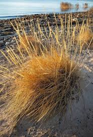 Attēlu rezultāti vaicājumam “Leymus arenarius”