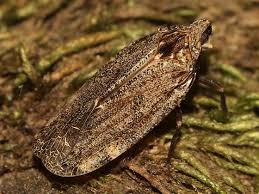 Attēlu rezultāti vaicājumam “Auchenorrhyncha”