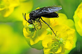 Attēlu rezultāti vaicājumam “Argidae”