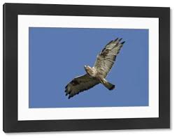 Attēlu rezultāti vaicājumam “Buteo lagopus adult”