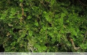 Attēlu rezultāti vaicājumam “Calypogeia integristipula”