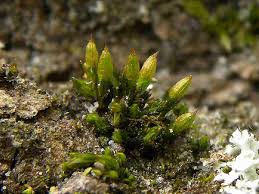 Attēlu rezultāti vaicājumam “Orthotrichum pumilum”