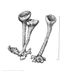 Attēlu rezultāti vaicājumam “Cladonia fimbriata”
