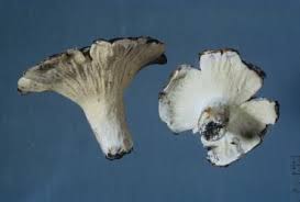 Attēlu rezultāti vaicājumam “Hypomyces armeniacus”